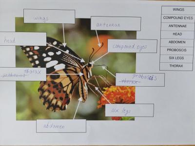 Projektový Den Země na 2. stupni